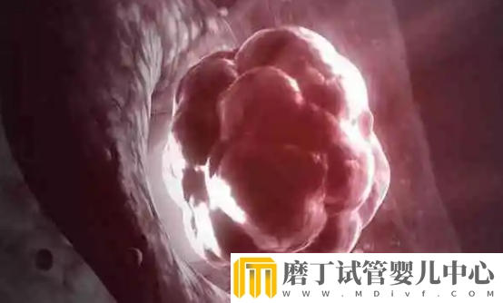 3天鲜胚的着床过程，第二天就开始细胞分化(图3)