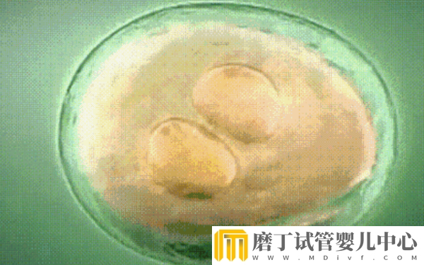 冻胚移植后1-14天变化情况，根据图片可清楚知道胚胎的变化(图2)
