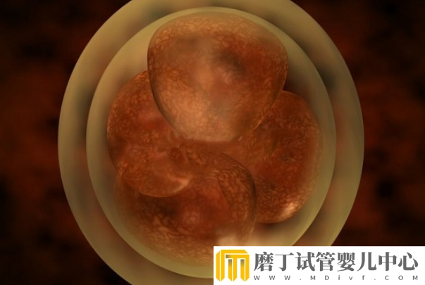 冻胚移植后1-14天变化情况，根据图片可清楚知道胚胎的变化(图3)