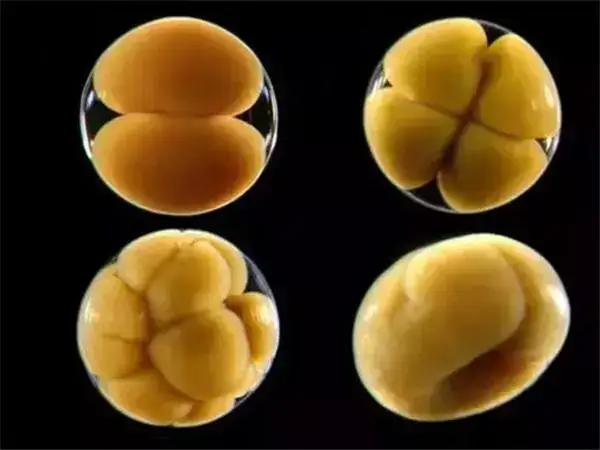 移植鲜胚的条件有哪些(图1)