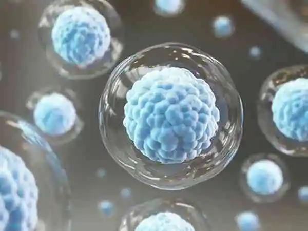 囊胚培养有什么优势(图1)