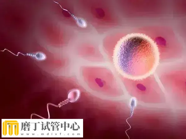 试管婴儿移植三次失败需要做什么检查(图1) 试管婴儿移植三次失败需要做什么检查(图1)